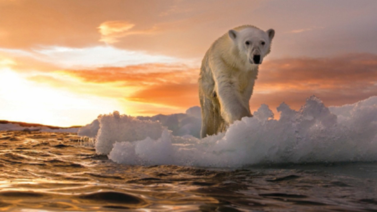 Canada, Nunavut Territory, Repulse Bay, Polar Bear (Ursus maritimus) stands on melting sea ice at ...